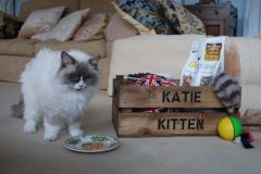 Katie-Kitten-1