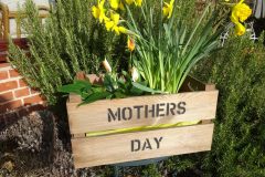 Mothers-Day-Plants