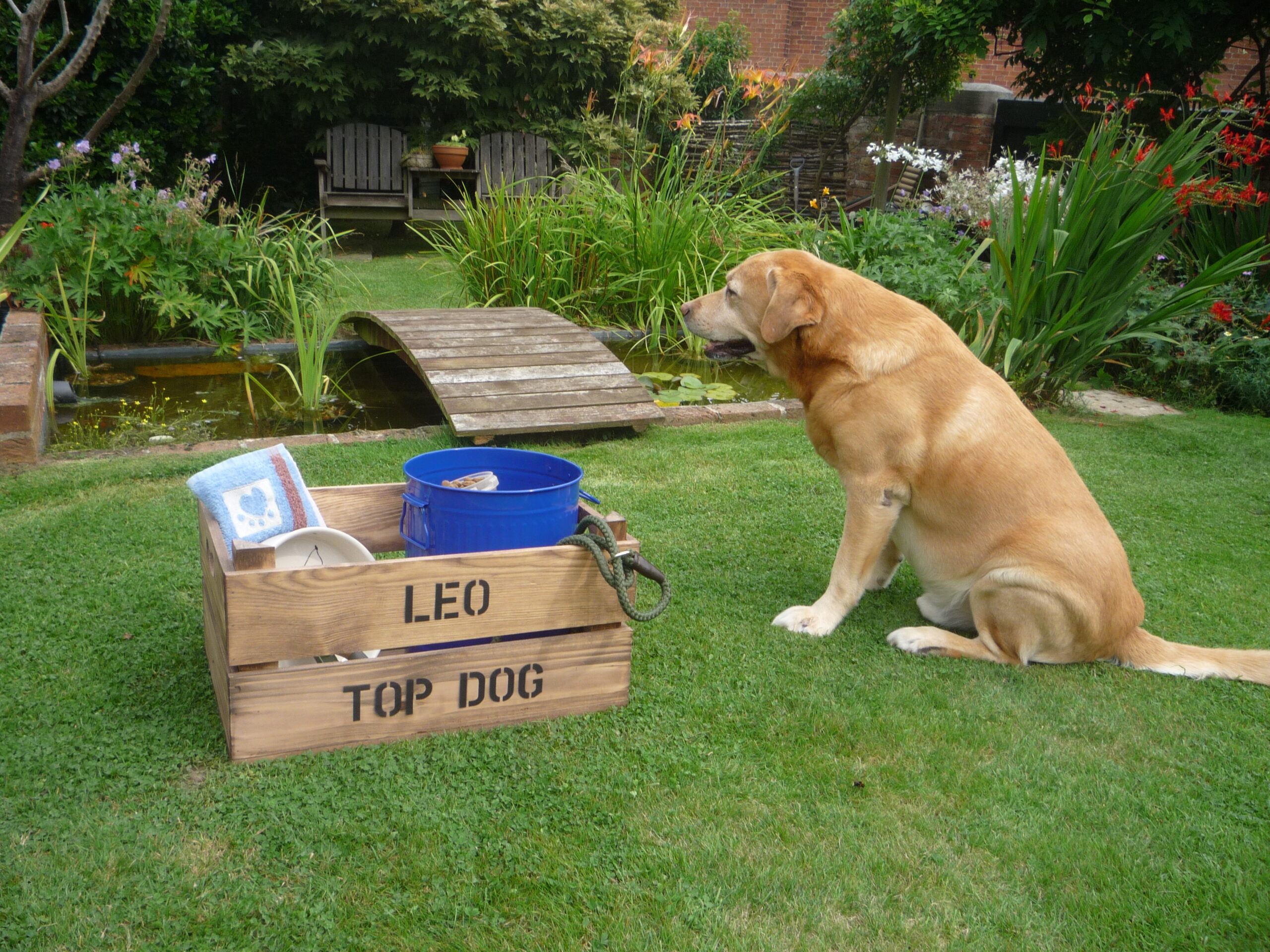 Personalised Dog Toy Crate - Image 2